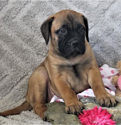 Bullmastiff Welpen suchen ihre Familie