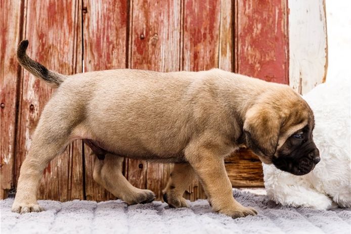 Reinrassige Bullmastiff Welpen