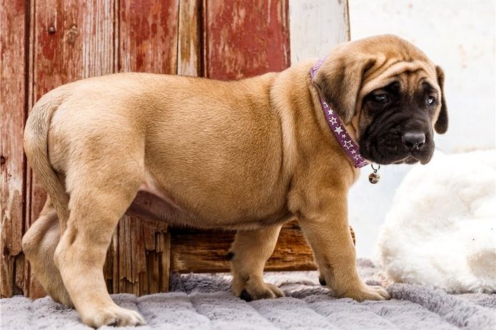 Reinrassige Bullmastiff Welpen