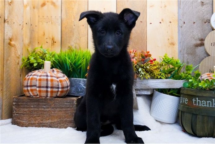 Deutsche Schäferhund Welpen
