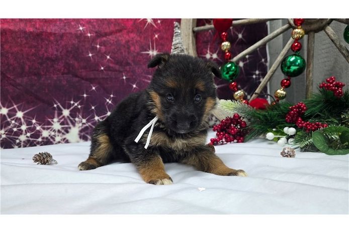 Deutsche Schäferhund Welpen