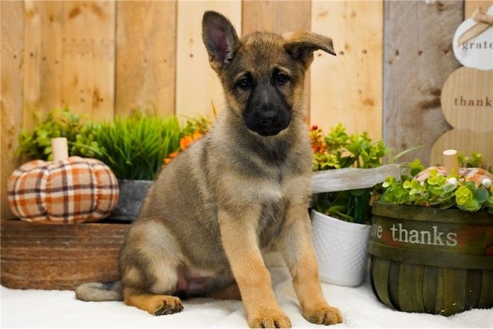 Deutsche Schäferhund Welpen