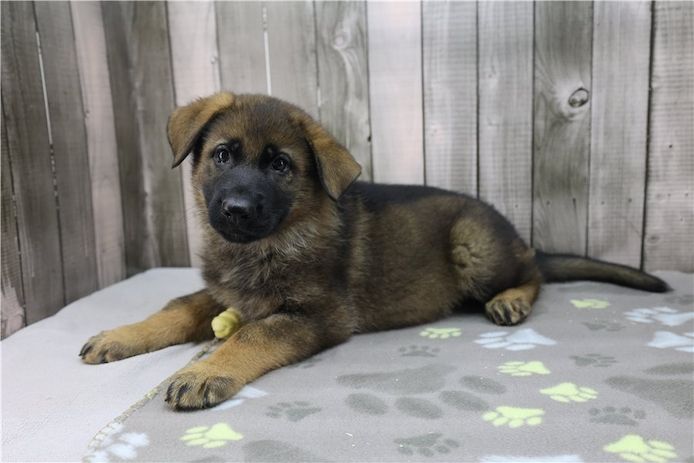 Deutsche Schäferhund Welpen