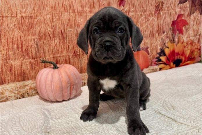 Wunderschöne Blaue cane corso welpen