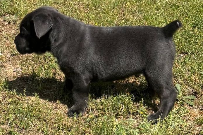 Wunderschöne Blaue cane corso welpen