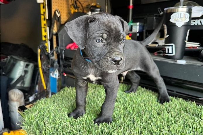 cane corso welpen mit Papieren