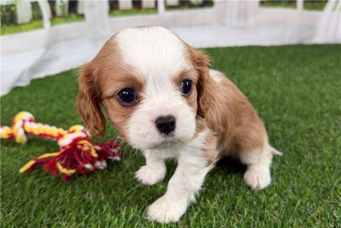 Cavalier King Charles Welpen Rüden und Hündinnen
