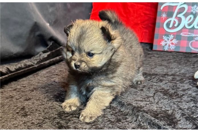 Pomeranian Zwergspitz Boo Welpen