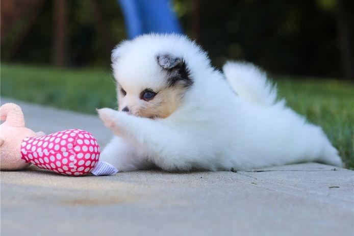Pomeranian ZwergSpitz Teddy Welpen