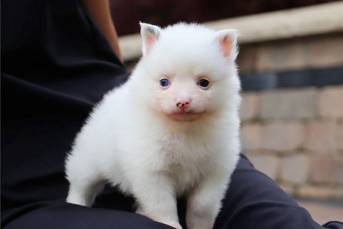Pomeranian ZwergSpitz Teddy Welpen
