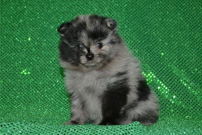 Pomeranian ZwergSpitz Teddy Welpen
