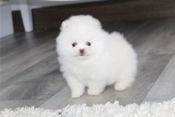 Zwergspitz Pomeranian Welpen Stammbaum