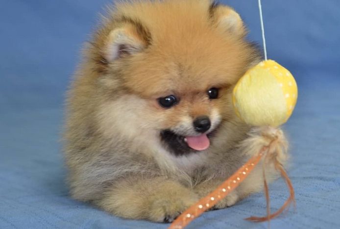 Zwergspitz Pomeranian Welpen Stammbaum