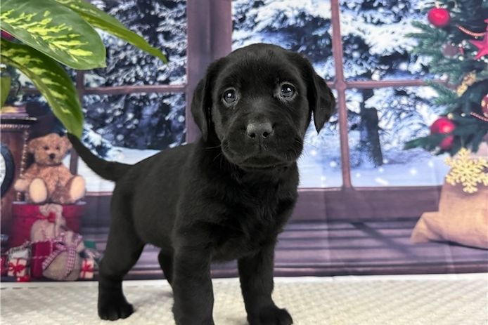 Süße Labrador Welpen mit Papieren
