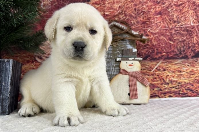 Süße Labrador Welpen mit Papieren