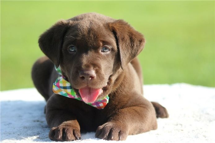 Wunderschöne Labrador Welpen suchen ihr Traumzuhause