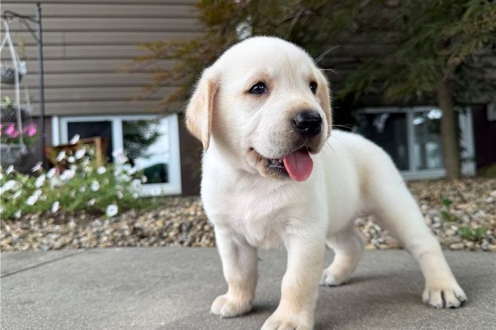 Wunderschöne Labrador Welpen suchen ihr Traumzuhause