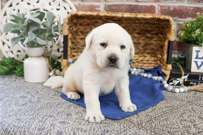 Wunderschöne Labrador Welpen suchen ihr Traumzuhause