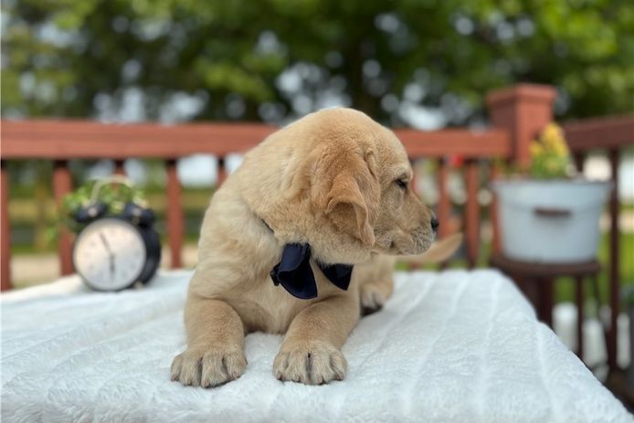 Wunderschöne Labrador Welpen suchen ihr Traumzuhause