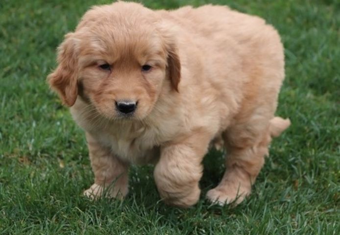 Golden Retriever Welpen suchen Ihre Familie &nbsp;Welpen mit Ahnentafel