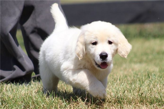 Golden Retriever mit Ahnentafel