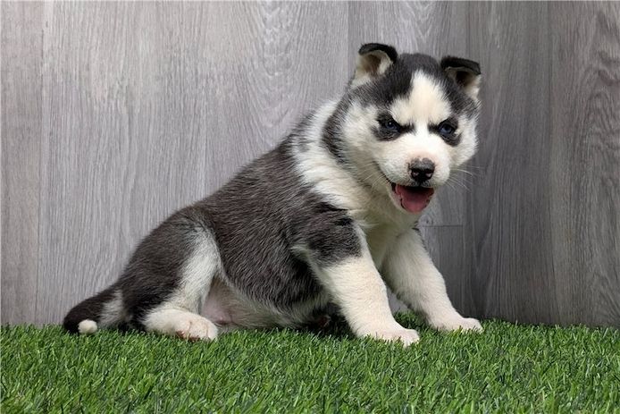 Reinrassige Siberian Husky Welpen mit Blauen und Braunen Augen ein neues und nettes Zuhause.