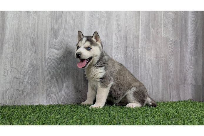 Reinrassige Siberian Husky Welpen mit Blauen und Braunen Augen ein neues und nettes Zuhause.