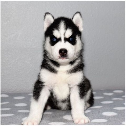 Reinrassige Siberian Husky Welpen