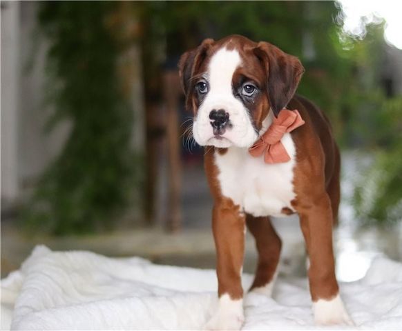 Boxer Welpen suchen ein neues Zuhause