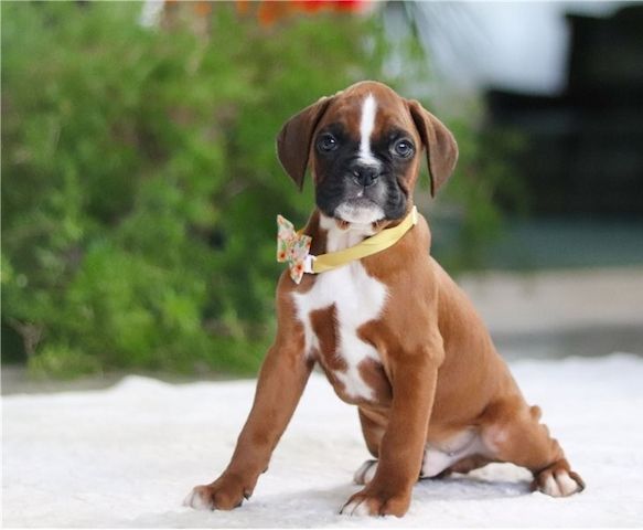 Boxer Welpen