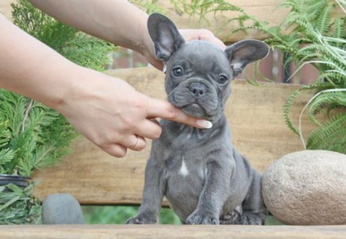 Französische Bulldoggen Welpen mit Ahnentafel