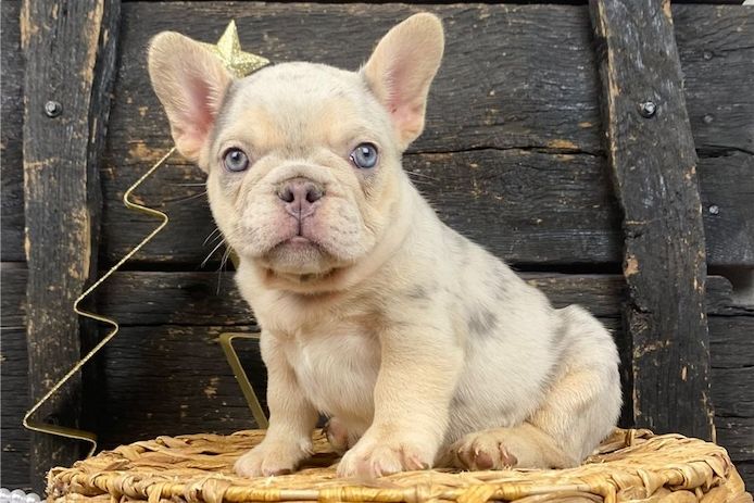 Französische Bulldoggen Welpen mit Ahnentafel