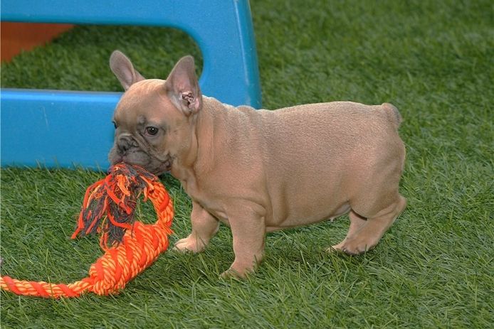Französische Bulldoggen Welpen mit Ahnentafel