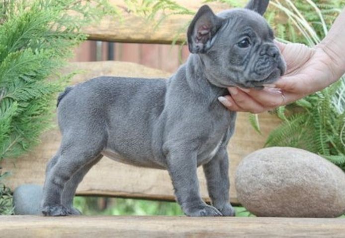 Französische Bulldoggen Welpen (Blue) suchen ein Zuhause