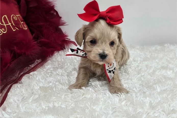 Maltipoo Welpen suchen liebevolles Zuhause