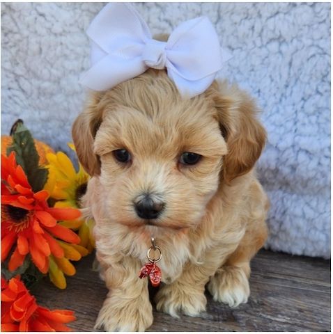 Maltipoo Welpen