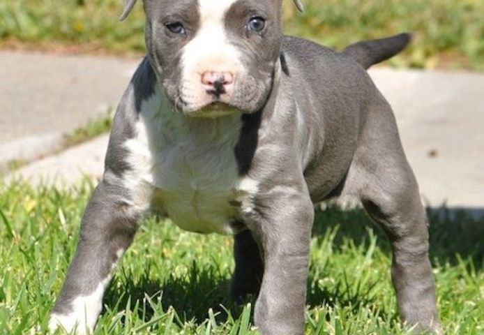Wunderschöne&nbsp;American Bully welpe&nbsp; in Blue