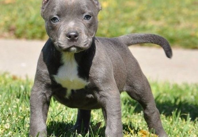 Wunderschöne&nbsp;American Bully welpe&nbsp; in Blue
