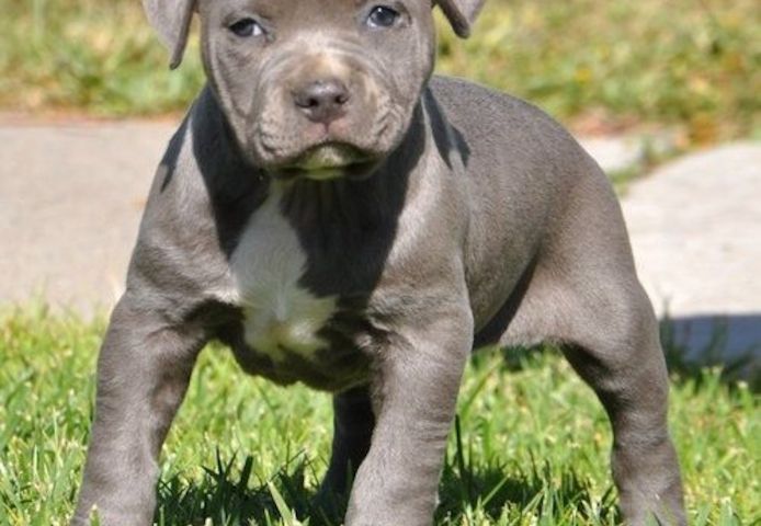 Wunderschöne&nbsp;American Bully welpe&nbsp; in Blue