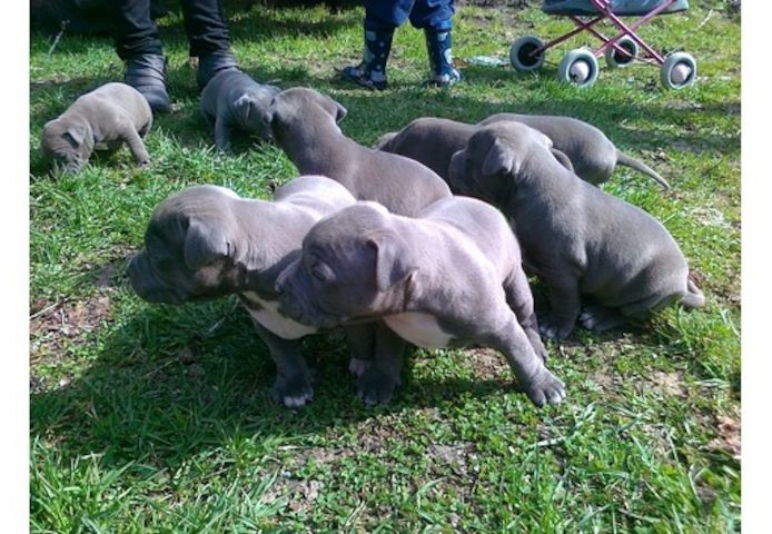 American Blue-Line Pit Bull Terrier Welpen ,.