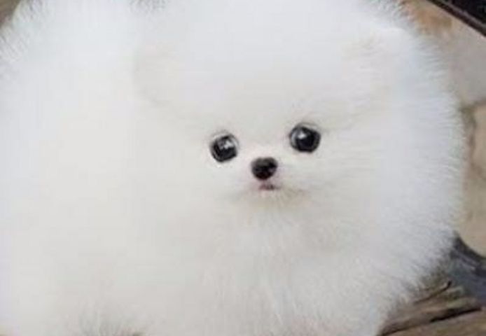 Zwergspitz-Welpen (Pomeranian). WhatsApp: +44 7469 456352