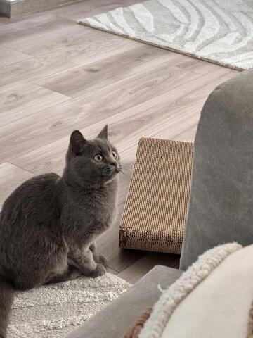 Britisch Kurzhaar Jungkatze