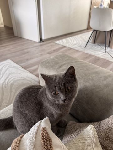 Britisch Kurzhaar Jungkatze