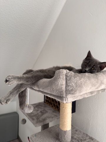 Britisch Kurzhaar Jungkatze