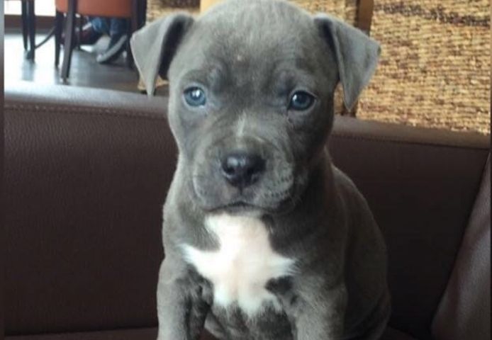 American Blue-Line Pit Bull Terrier Welpen W M