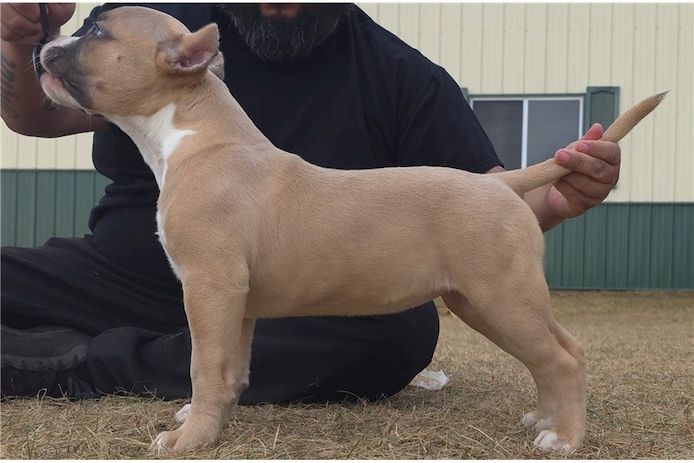 American Bully welpe Welpe in Blue