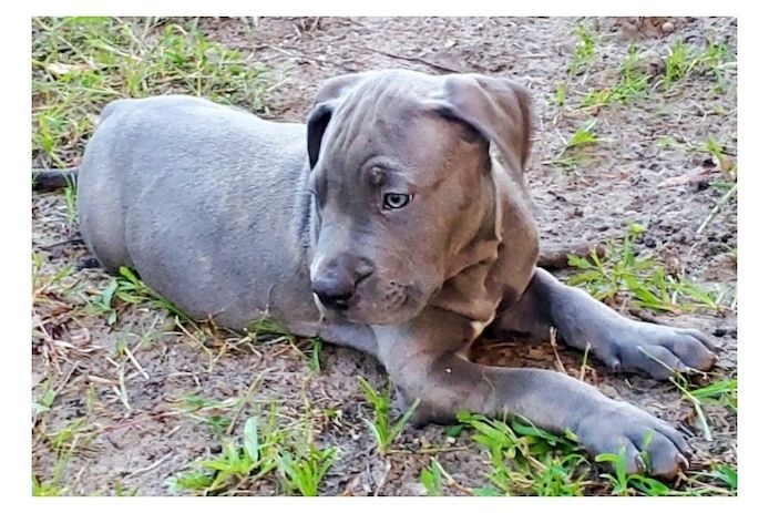American Bully welpe Welpe in Blue