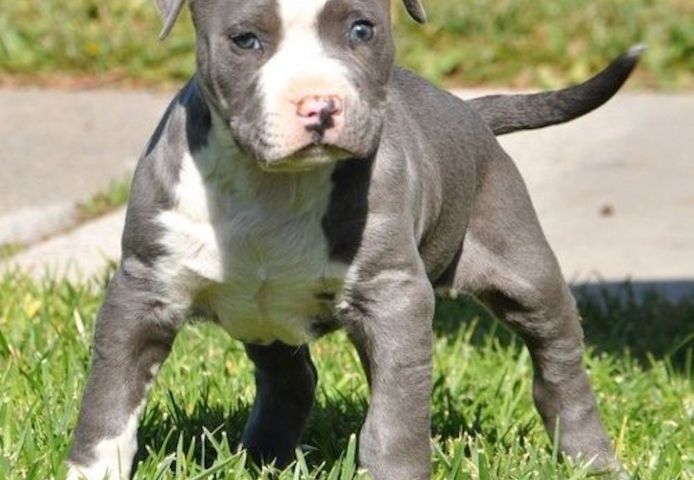 Wunderschöne  American Bully welpe  in Blue