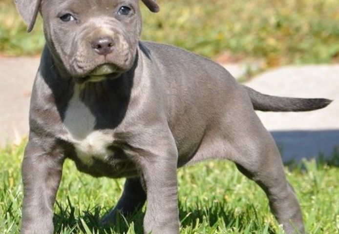 Wunderschöne  American Bully welpe  in Blue
