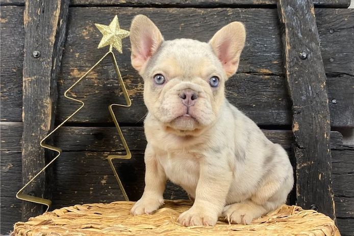 Französische Bulldoggen Welpen mit Ahnentafel
